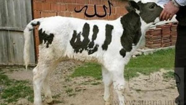 بقرة تحمل لفظ الجلالة!. بقرة تحمل لفظ الجلالة!.