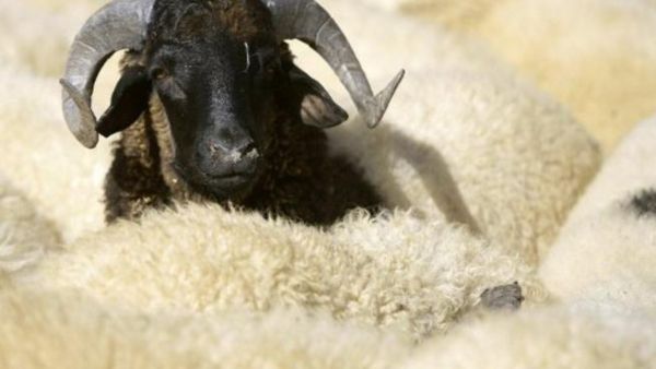 خروف العيد. خروف العيد.