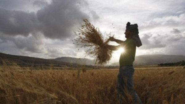 فلاح في أرضه. فلاح في أرضه.