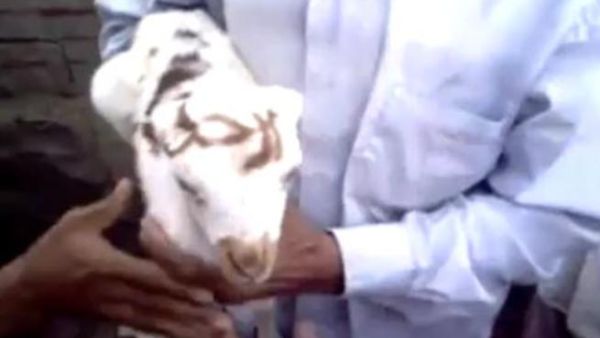 الخروف اليمني وقد كتب على جبهته: "ارحل"!. الخروف اليمني وقد كتب على جبهته: "ارحل"!.