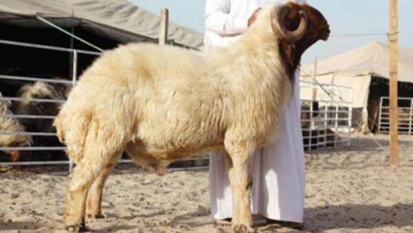 ذبح الاضاحي امام الاطفال