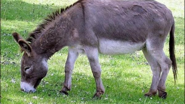 اعفاء الحمير الخليجية من الرسوم الجمركية