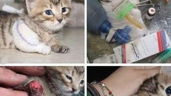 أحد عناصر الجيش الحر يداوي قطة مصابة