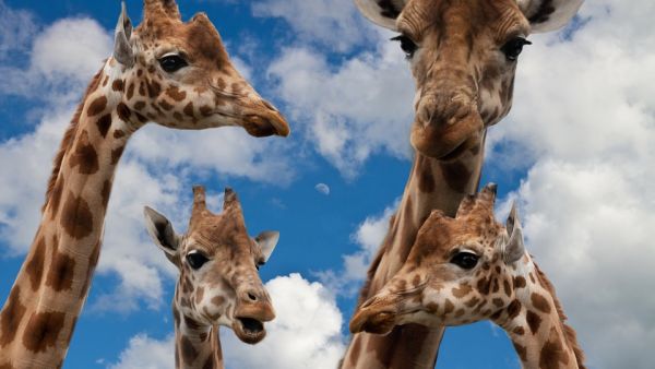 Once the Al Ain Wildlife Park and Resort project is completed, it will include an expansion of the safari, an elephant sanctuary, an Arab safari, and an Asian safari. (Pixabay) 