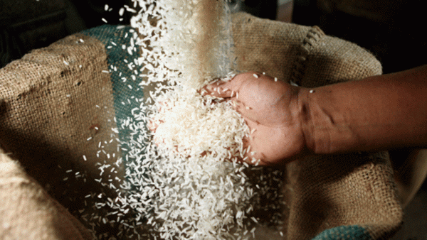 A previous ban on rice exports was lifted in October due to an expected surplus.  (Al Waled)