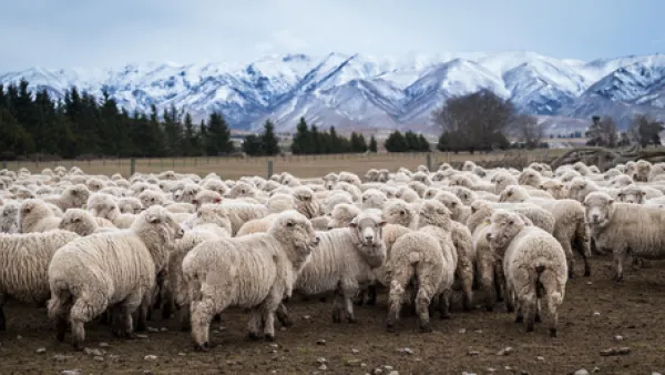 In the 57 Muslim majority countries, 90 per cent of the meat comes from non-Muslim countries. (Shutterstock)