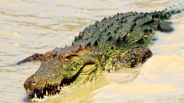 An antique shop employee was giving two customers a tour of renovations at the strip mall when she saw the alligator's reflection through a window. (AFP/ File Photo)