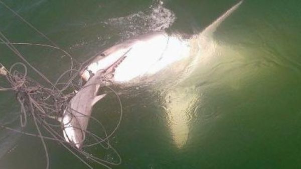 Great white shark steals smaller shark (Twitter)