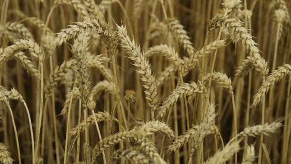 Egypt's policy change on its wheat imports will hurt Russia, Egypt's number one wheat supplier. (File photo)