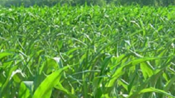Agriculture
