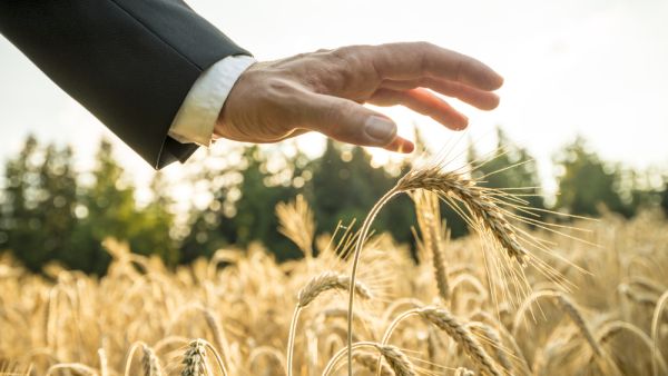 The strategic food security facilities and warehouses at Hamad Port have capacity to stockpile processed and stored food for 3 million people for two years. (Shutterstock)
