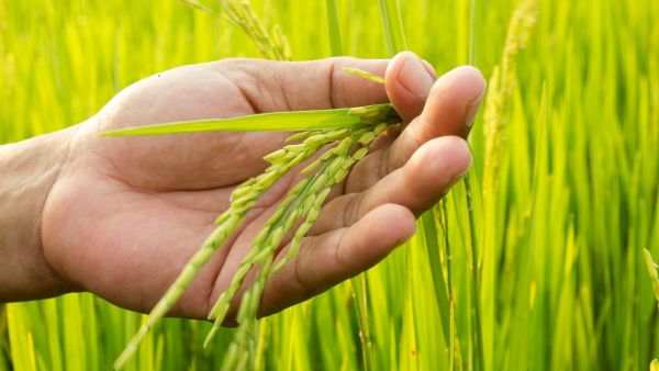 Egypt to Reduce Import Bill by Increasing Rice Cultivation. (Shutterstock)