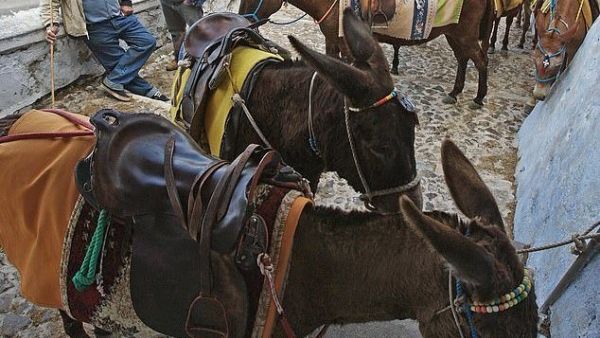 The plight of the donkeys which are marched from fields at dawn in temperatures regularly more than 86F has been labelled 'Santorini's grubby little secret' (AFP)