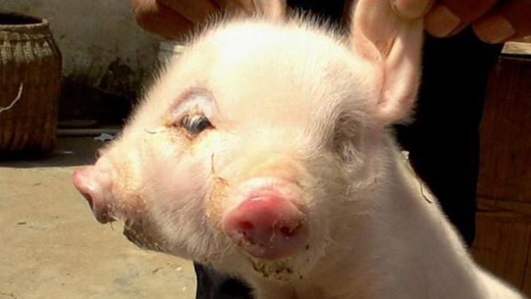 Pig born with two heads (Twitter)