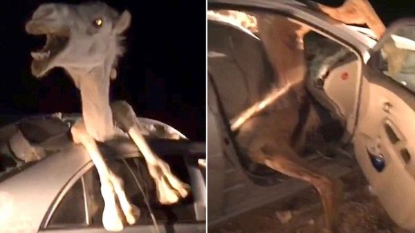 Camel Struggles to Escape Wreckage of Car (Twitter)