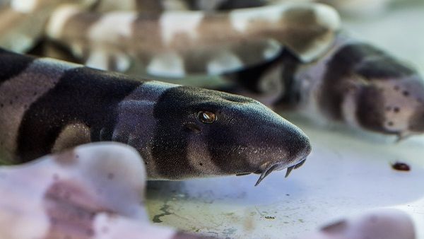 Visit Dubai Aquarium & Underwater Zoo to see the adorable babies in the aqua-nursery, and learn all about how they were born. Visit Dubai Aquarium & Underwater Zoo to see the adorable babies in the aqua-nursery, and learn all about how they were born.