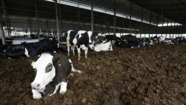 ابقار في مزرعة الجبريني في الخليل

