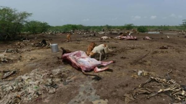 جيف ابقار في شمال غرب الهند
