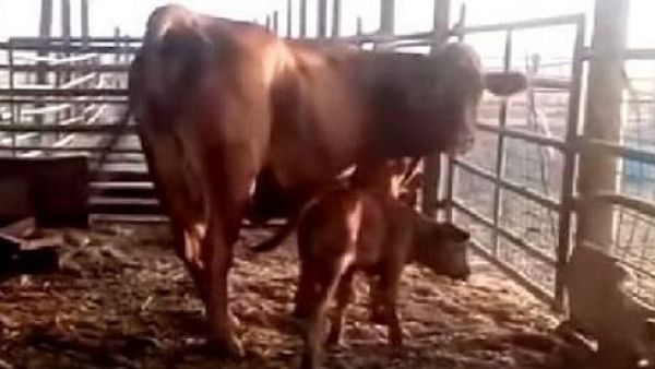 اعلان ولادة "العجل الاحمر" 