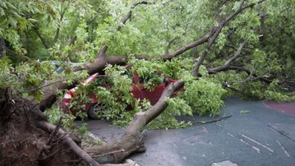 شجرة سقطت على سيارة بفعل عاصفة في موسكو
