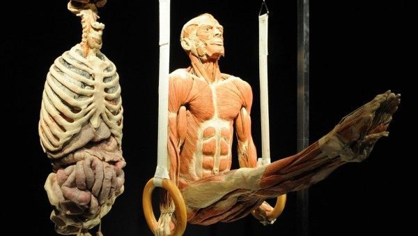 Body Worlds Vital exhibition in Auckland, New Zealand. (AFP/ File Photo)