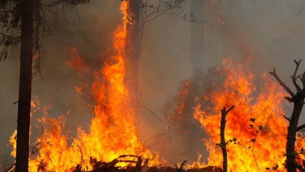 (Shutterstock/ File Photo)