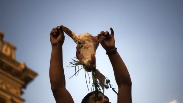 An Egyptian opposition protester holds up the head of a sheep as tens of thousands gather outside the Presidential Palace calling for the ouster of Egyptian President Mohammed Morsi (Gianluigi Guercia / AFP)