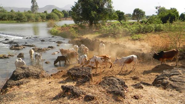 Arable land along the Nile River. (Pixabay)