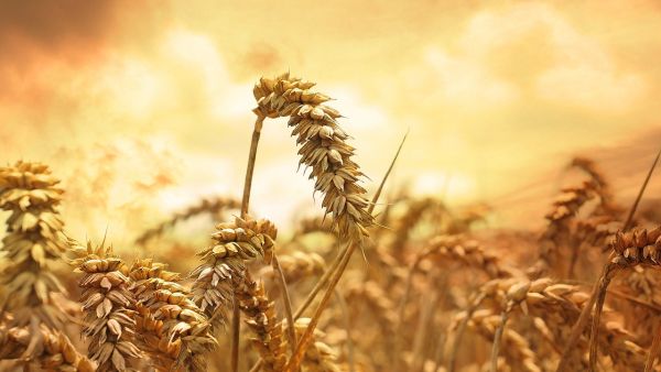The French shipment in December was rejected for containing high levels of ergot fungus. (Pixabay)