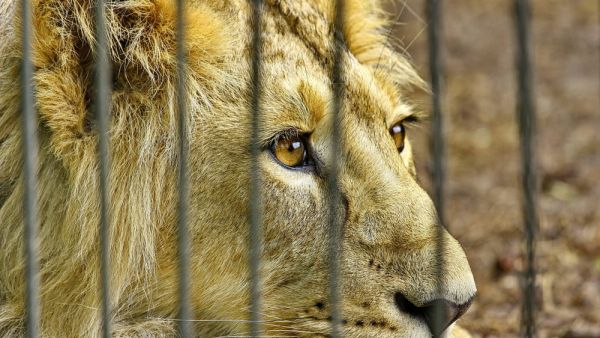 Egypt's authorities send smuggled African lions to Giza zoo. (Shutterstock/ File Photo)