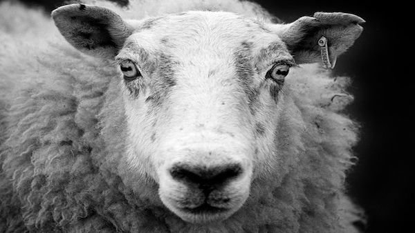Baaad driving is bad news for a flock of Palestinian sheep. (Shutterstock)