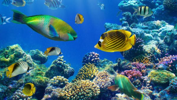 The new DeepFlight Super Falcon can fly underwater quietly, attracting, rather than driving away sea life . (Image for illustrative purposes - Credit: Shutterstock)