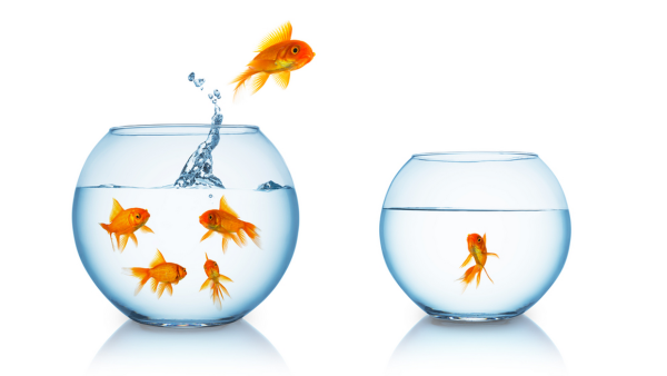Goldfish are going wild in Iran! (Shutterstock)
