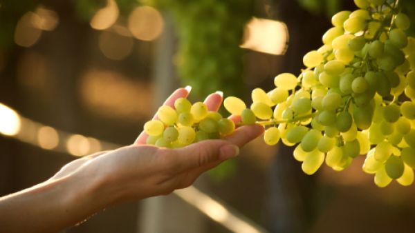 يعتبر العنب من الفواكه ذات القيمة الغذائية والعلاجية الجيدة