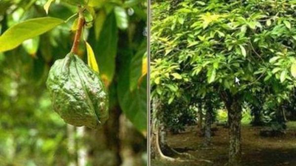مادة الكوكايين تؤدي إلى خفض وزن متعاطيها لأنها تمنع الشهية...