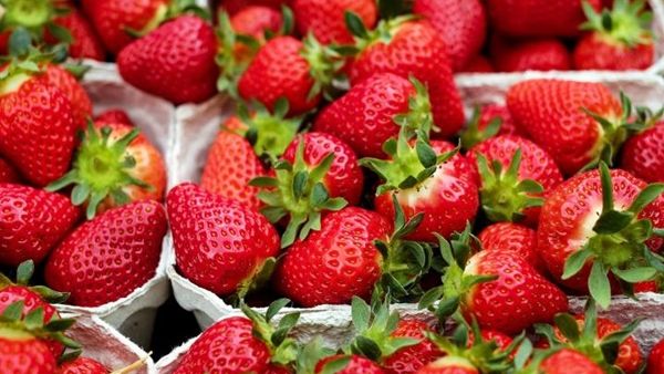 مربى الفراولة البلدية