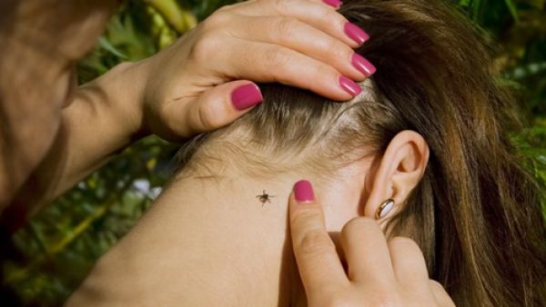 ما هو مرض لايم أو Lyme disease ؟
