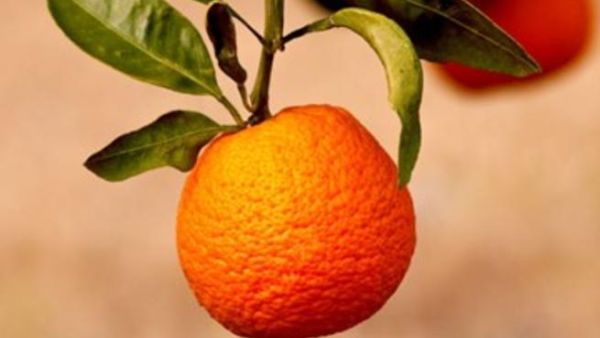 وصفات تجميل منزلية من الحمضيات الشتوية