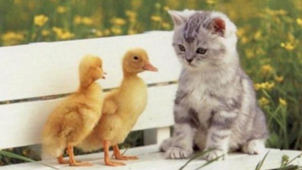 صورة ظريفة لقطة وصغار البط