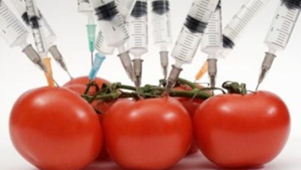كيف نتفادى أخطار الغذاء المعدل جينيا؟