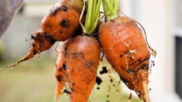الزراعة المنزلية توفير واختيار صحي الزراعة المنزلية توفير واختيار صحي
