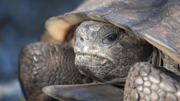 Gopher Tortoises (Shutterstock/File Photo)