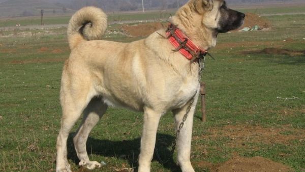 Kangal dog (Twitter)