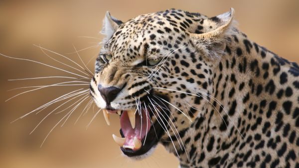 Leopard (Shutterstock/File Photo)
