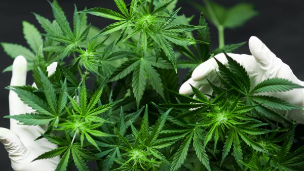 (Shutterstock/ File Photo)