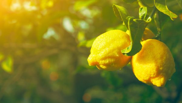 إن المحتوى الحمضي الموجود في الليمون يمكن أن يؤثر سلبًا على صحتكِ