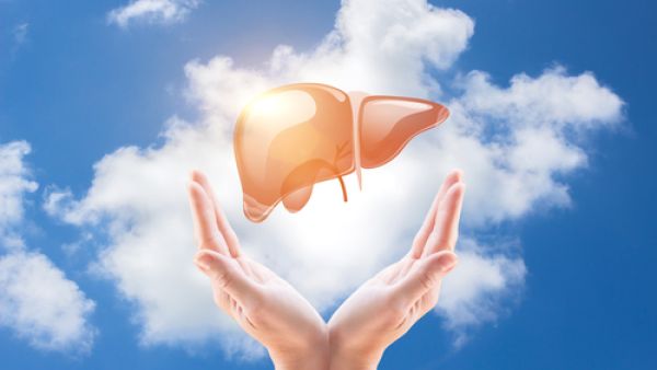 الأعشاب النباتية الدهنية والزنجبيل تعمل على تجديد أنسجة الكبد التالفة