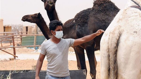 A man wears a mask while tending his camels. (AFP/File)