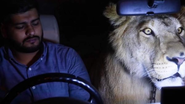Pakistani brothers drive around Karachi with lion in car. (YouTube Screenshot)