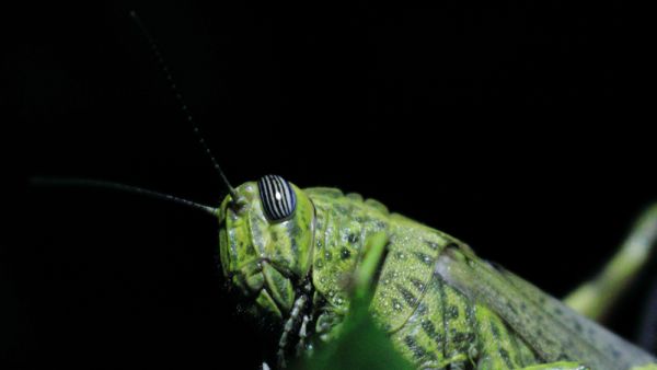 (Shutterstock/ File Photo)